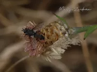 Sluipvliegen [Tachinidae]